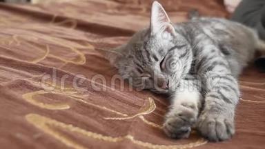 条纹猫睡觉条纹。 可爱的猫在一边睡觉